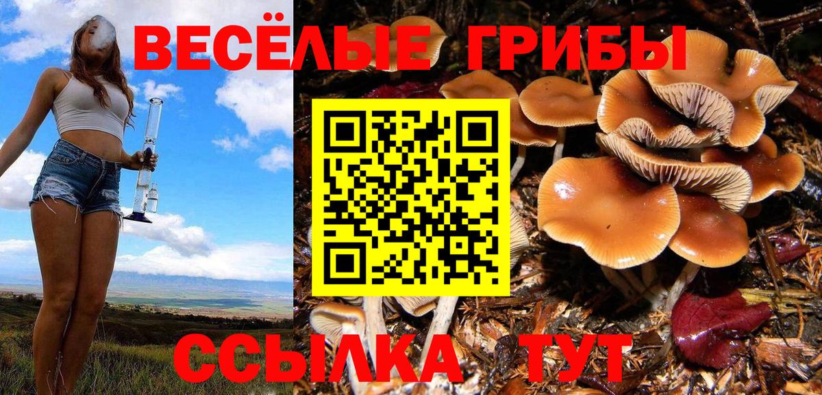 Ставрополь  Галлюциногенные грибы MAGIC MUSHROOMS  наркотики  Вход с VPN  Псилоцибиновые грибы Magic Shrooms 